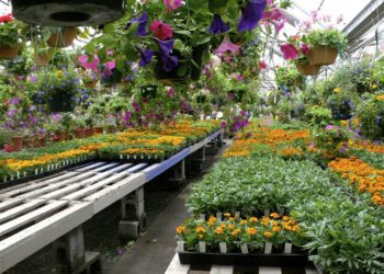 This image provided by Jeff Lowenfels shows healthy cell packs of flower starts for sale on May 1, 2017. (Jeff Lowenfels via AP)