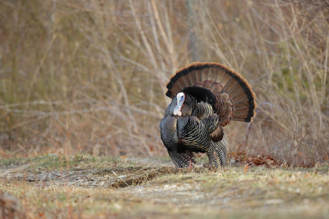 West Virginia’s fall turkey season opens Oct. 8