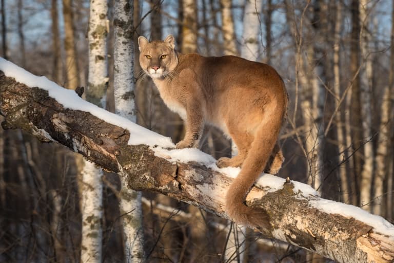 Last mountain lions in Pennsylvania revealed in history, folklore