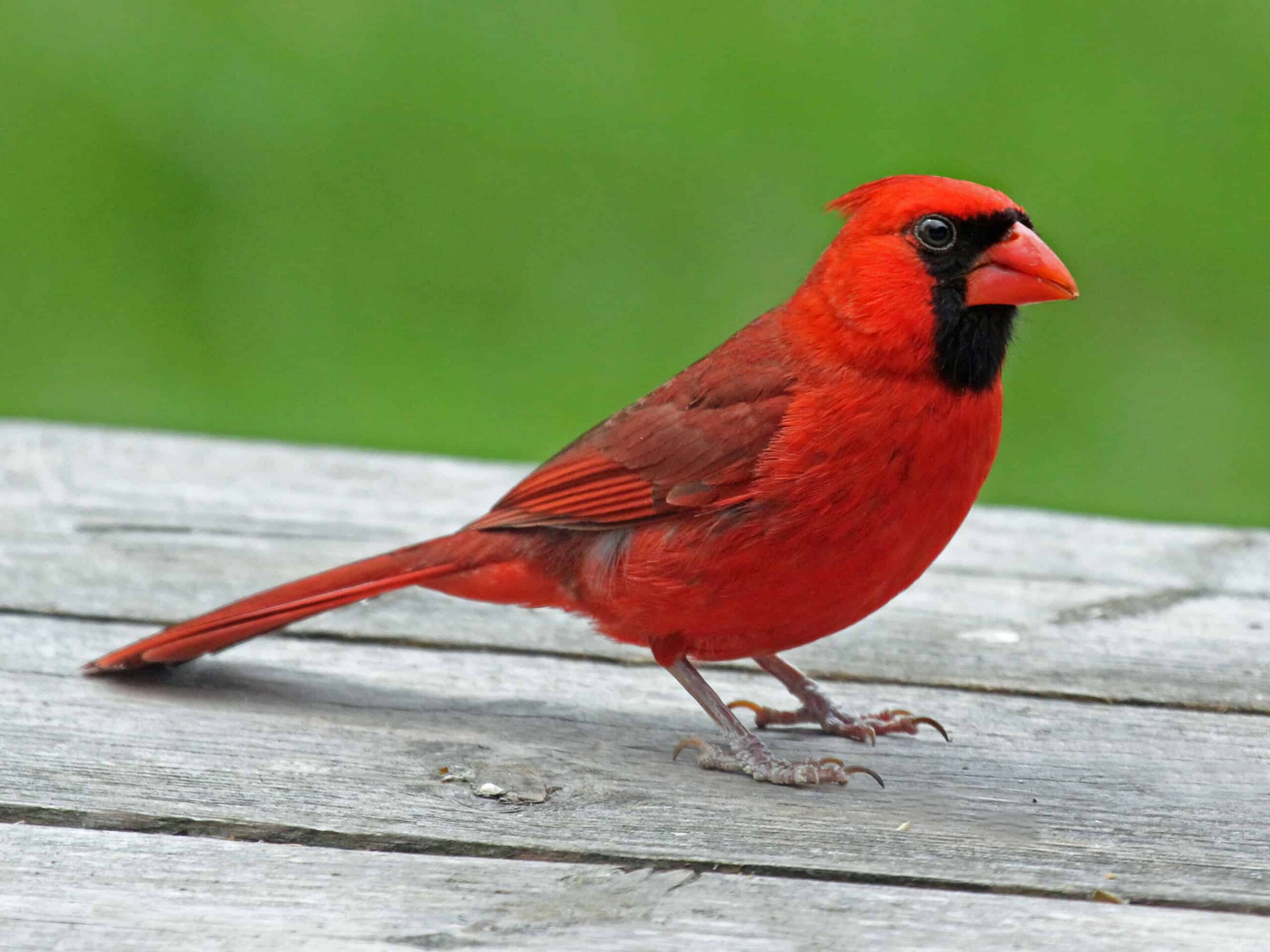Featured Birds: Northern Cardinals