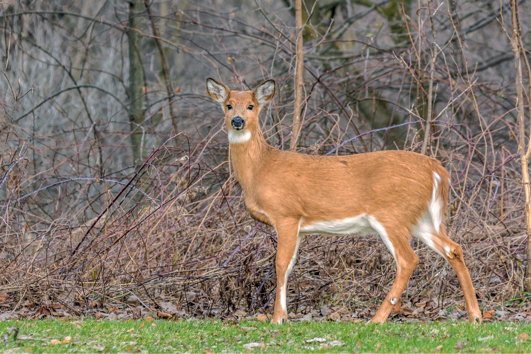 WVDNR mails limited antlerless deer season permits to successful applicants