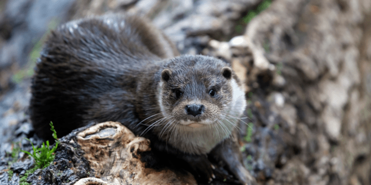 DNR Reminds Hunters And Trappers About Furbearer Seasons, River Otter ...