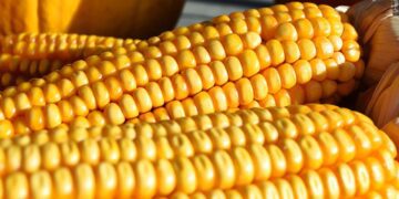 Unexpected Heatwave Causes Unusual Phenomenon: Sweaty Corn Alarms Farmers