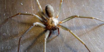 Pets at Risk from Spider Bites During Halloween and Year-Round, Experts Warn