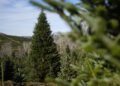 The official White House Christmas tree, a 20-foot Fraser fir, is seen at the Cartner's Christmas Tree Farm, Wednesday, Nov. 13, 2024, in Newland, N.C. (AP Photo/Erik Verduzco)