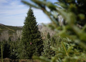 The official White House Christmas tree, a 20-foot Fraser fir, is seen at the Cartner's Christmas Tree Farm, Wednesday, Nov. 13, 2024, in Newland, N.C. (AP Photo/Erik Verduzco)