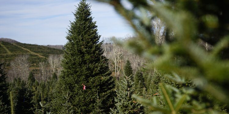 The official White House Christmas tree, a 20-foot Fraser fir, is seen at the Cartner's Christmas Tree Farm, Wednesday, Nov. 13, 2024, in Newland, N.C. (AP Photo/Erik Verduzco)