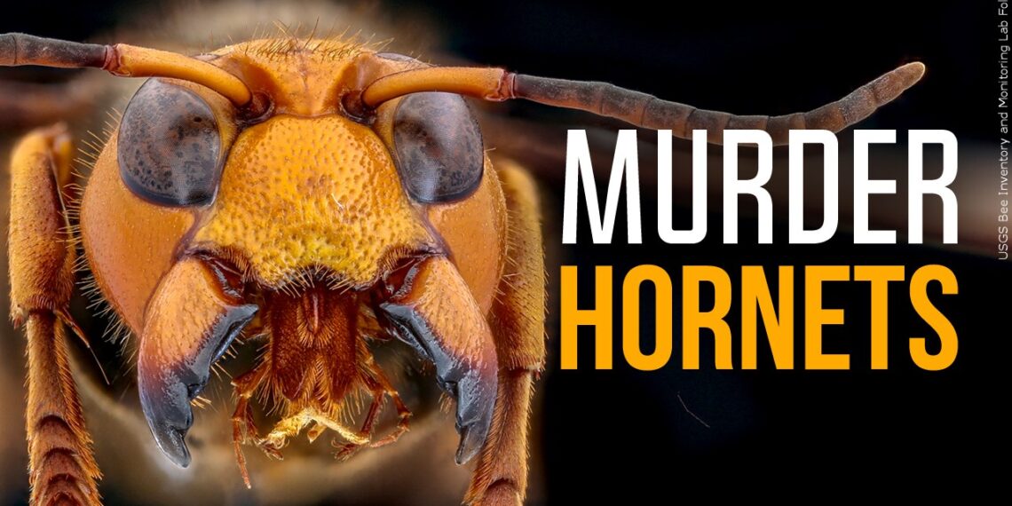 Invasive ‘Murder Hornets’ Declared Eradicated in the U.S., Officials Announce