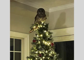 Feathered Festivity: Barred Owl Makes a Surprise Holiday Visit