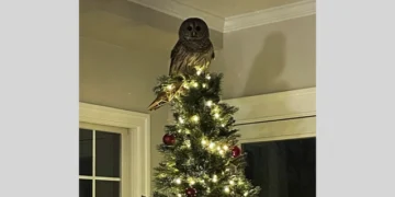 Feathered Festivity: Barred Owl Makes a Surprise Holiday Visit