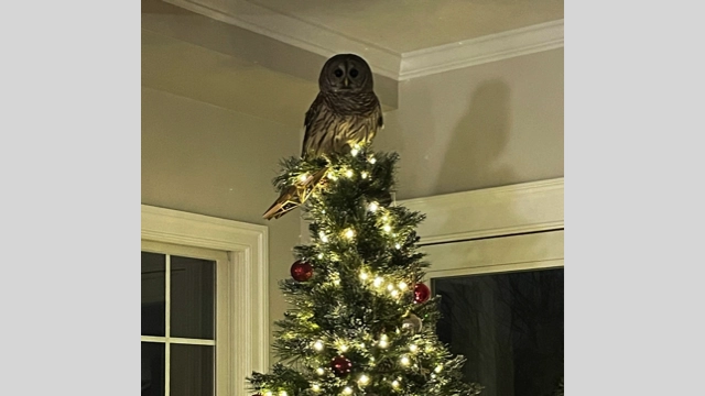 Feathered Festivity: Barred Owl Makes a Surprise Holiday Visit